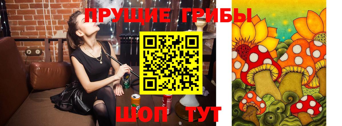 Псилоцибиновые грибы Psilocybe Сургут